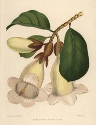 Nepal Trumpet Flower or Herald